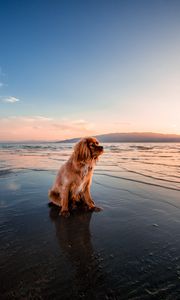 Превью обои собака, море, сидит, берег