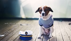 Превью обои собака, моряк, сидеть, кепка, одежда