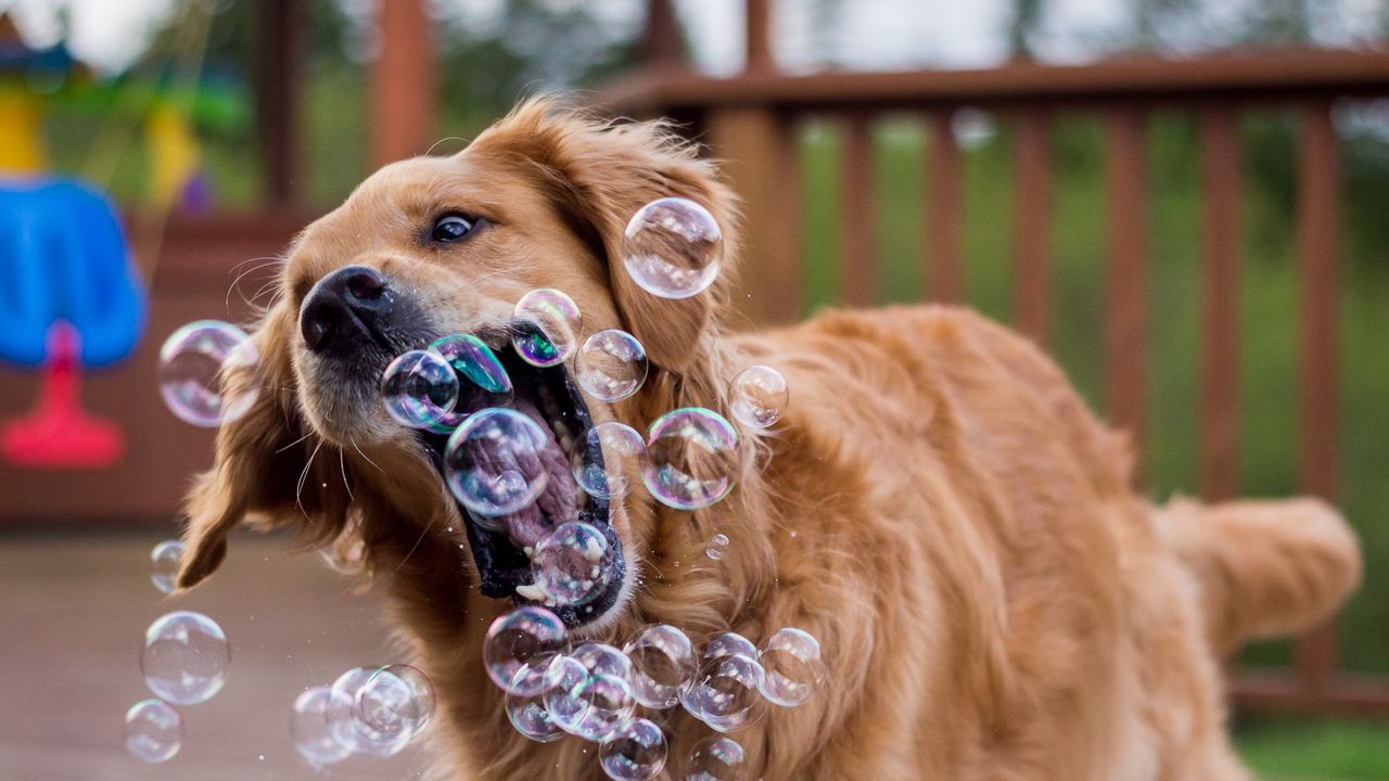 Обои собака, мыльные пузыри, игривый