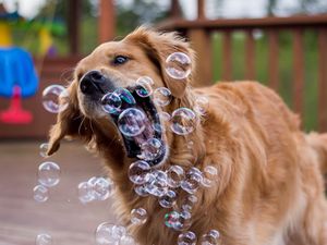 Превью обои собака, мыльные пузыри, игривый