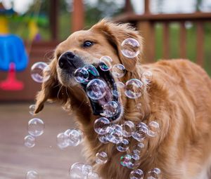 Превью обои собака, мыльные пузыри, игривый
