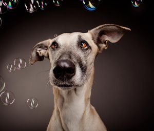 Превью обои собака, мыльные пузыри, удивление