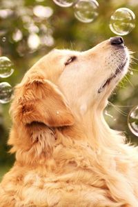 Превью обои собака, мыльные пузыри, взгляд