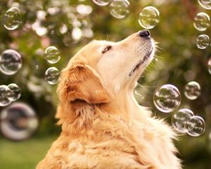 Превью обои собака, мыльные пузыри, взгляд