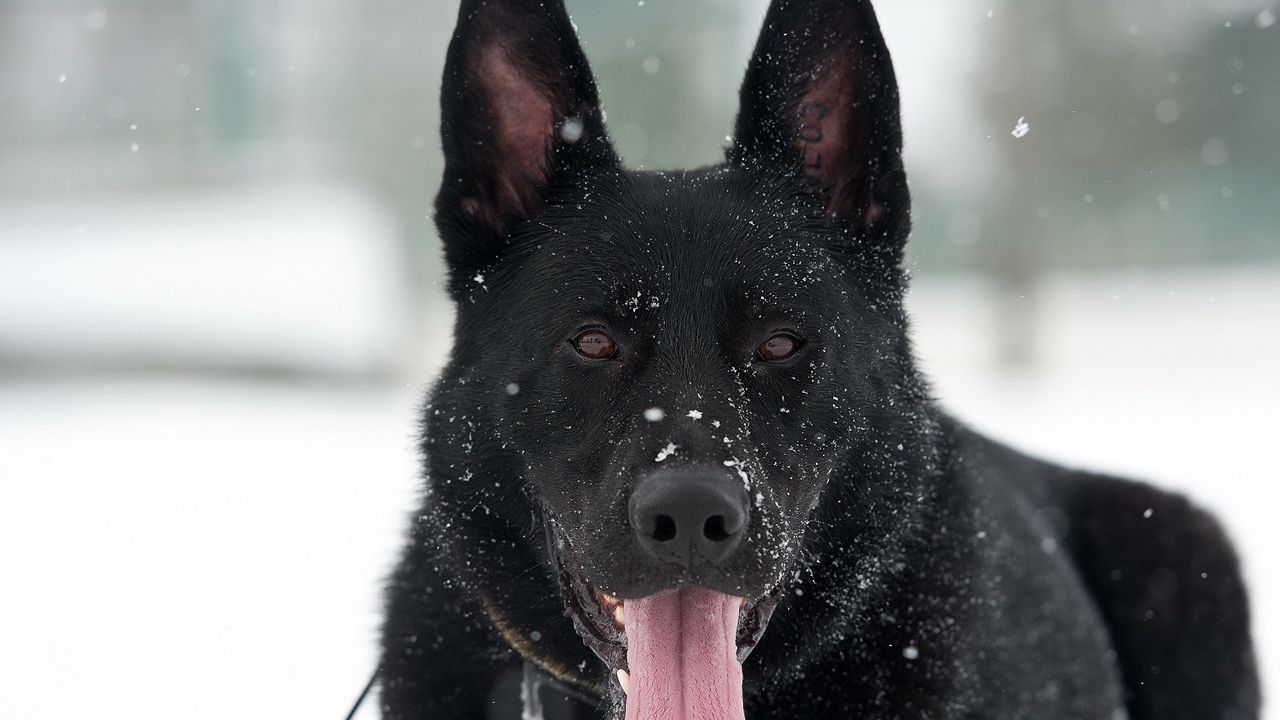 Обои собака, немецкая овчарка, снег, высунутый язык