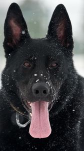 Превью обои собака, немецкая овчарка, снег, высунутый язык