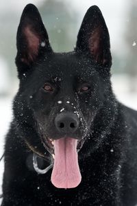 Превью обои собака, немецкая овчарка, снег, высунутый язык