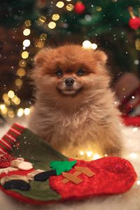 Превью обои собака, новый год, носок