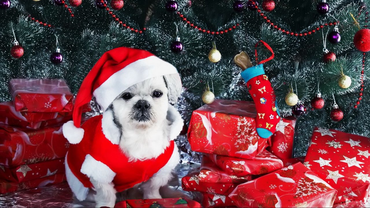 Обои собака, новый год, подарки, елка, украшения