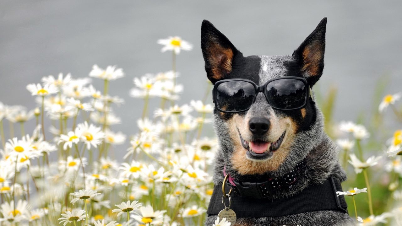 Обои собака, очки, морда, цветы