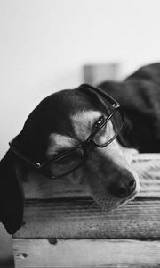 Превью обои собака, очки, плед, питомец, забавный, черно-белый