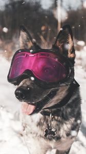 Превью обои собака, очки, зима, прикольный, стильный