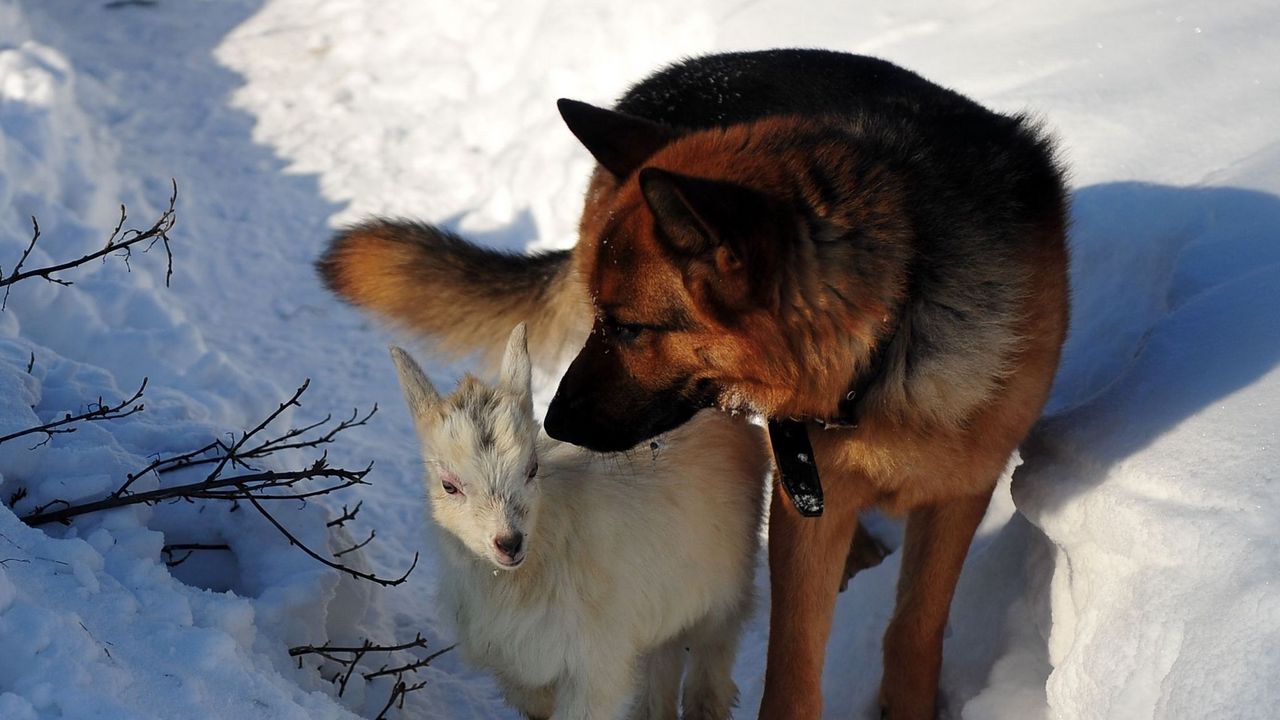 Обои собака, охота, снег, зима