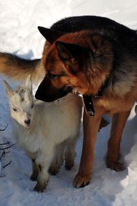 Превью обои собака, охота, снег, зима