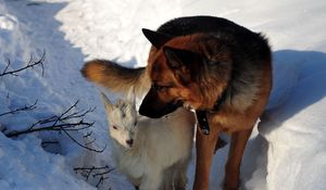 Превью обои собака, охота, снег, зима