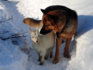 Превью обои собака, охота, снег, зима