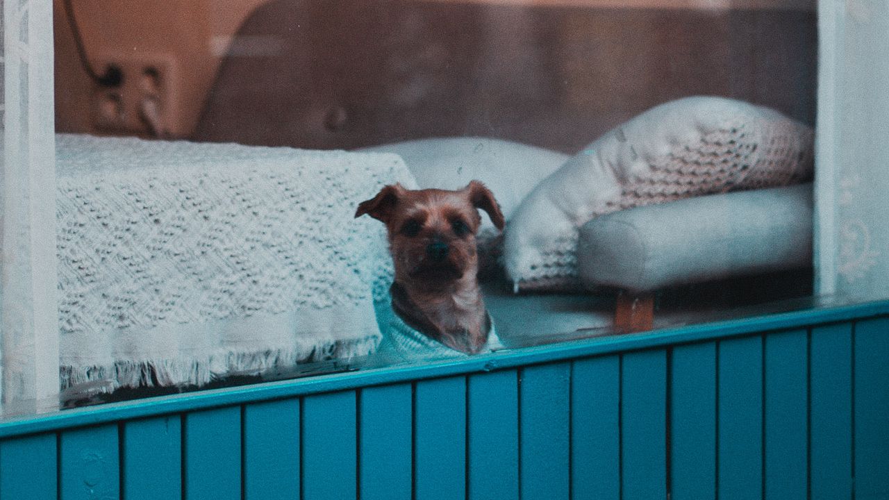 Обои собака, окно, питомец, милый