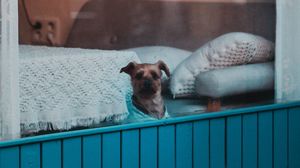 Превью обои собака, окно, питомец, милый