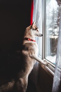 Превью обои собака, окно, питомец, забавный