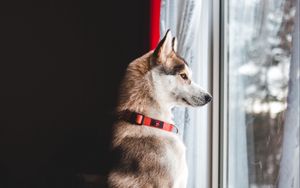 Превью обои собака, окно, питомец, забавный