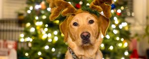 Превью обои собака, олень, рога, огни, новый год, рождество, смешной