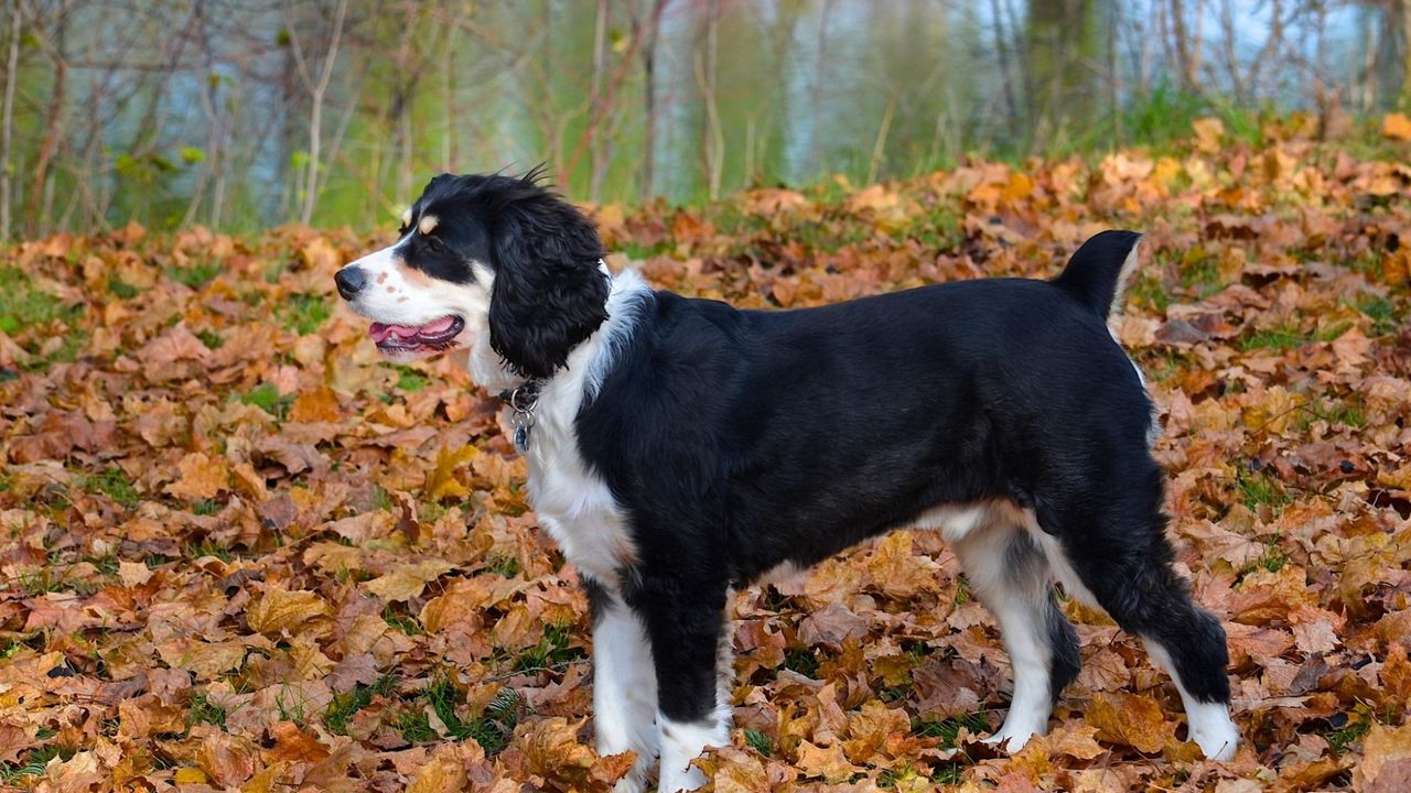 Обои собака, осень, листья
