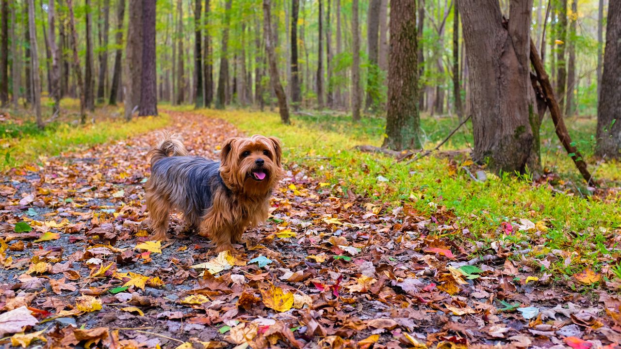Обои собака, осень, парк, прогулка