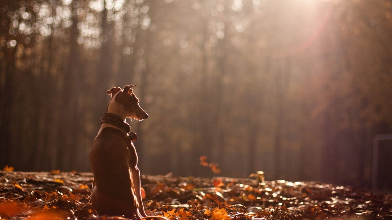 Обои собака, осень, природа, листья, лес