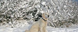 Превью обои собака, ошейник, сидеть, снег, деревья