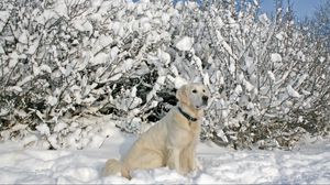 Превью обои собака, ошейник, сидеть, снег, деревья