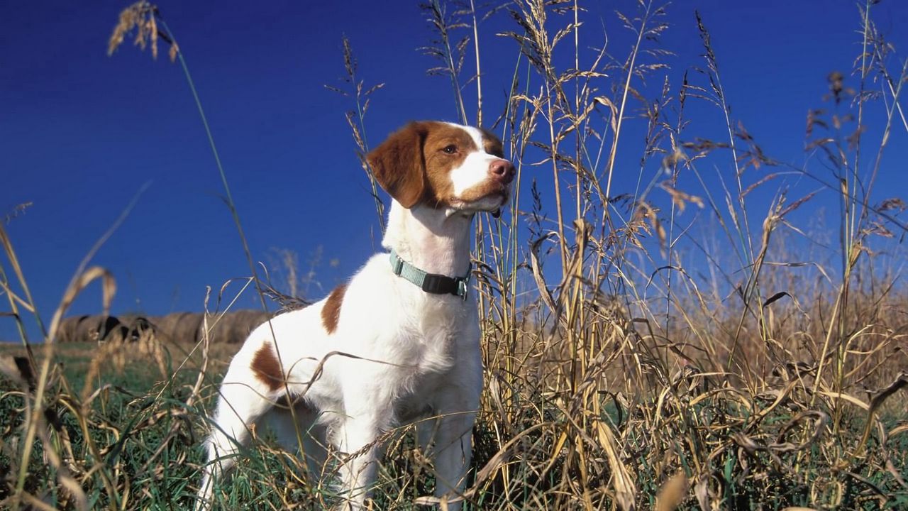 Обои собака, ошейник, трава, прогулка, щенок