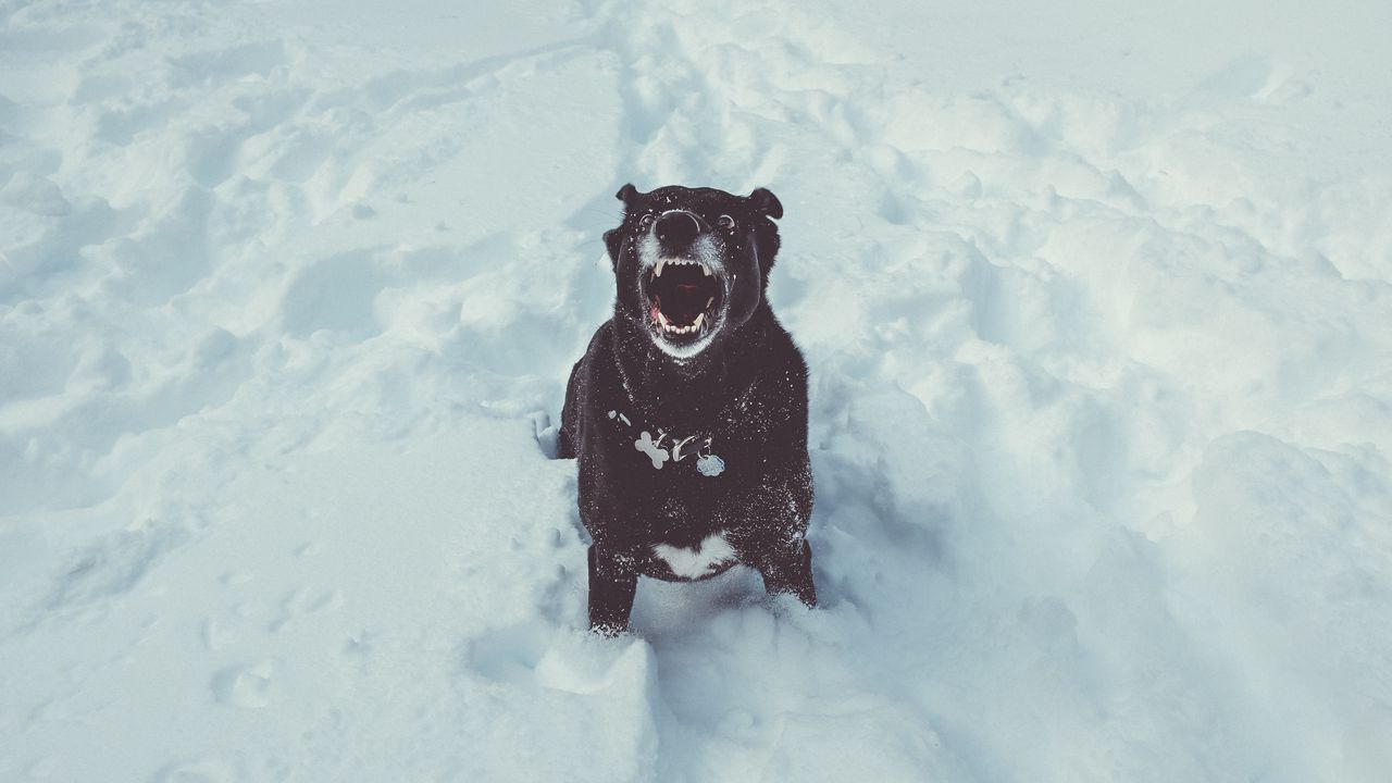 Обои собака, оскал, снег