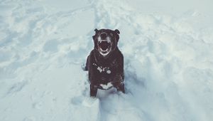 Превью обои собака, оскал, снег