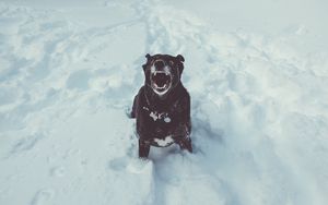 Превью обои собака, оскал, снег