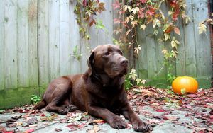 Превью обои собака, отдых, лежать, листья, осень