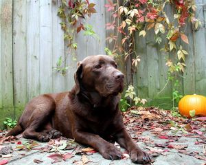 Превью обои собака, отдых, лежать, листья, осень