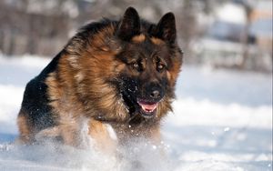 Превью обои собака, овчарка, прыжок, снег