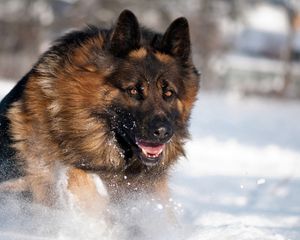 Превью обои собака, овчарка, прыжок, снег