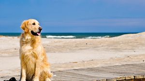 Превью обои собака, песок, дорожка, ожидание