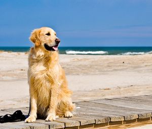 Превью обои собака, песок, дорожка, ожидание
