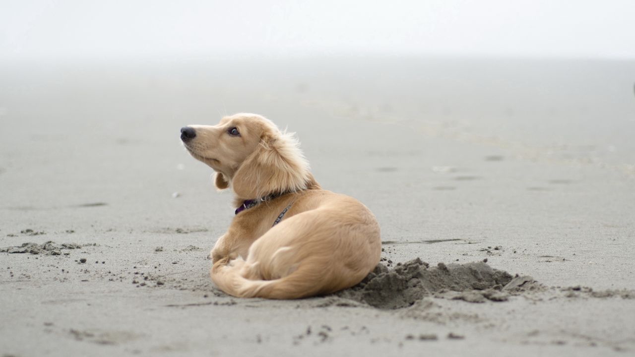 Обои собака, песок, лежать, пляж, следы