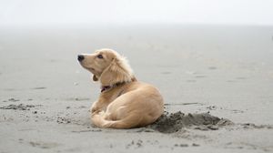 Превью обои собака, песок, лежать, пляж, следы