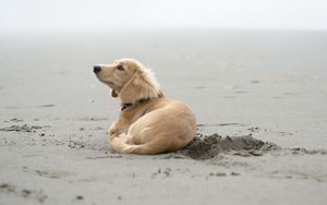 Превью обои собака, песок, лежать, пляж, следы