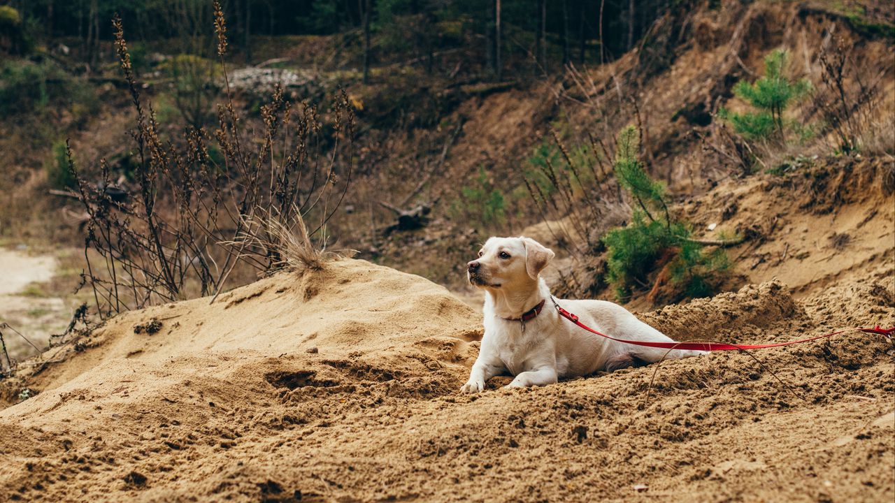 Обои собака, песок, поводок, прогулка