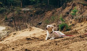 Превью обои собака, песок, поводок, прогулка