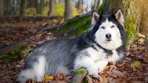 Превью обои собака, пятнистый, лежать, осень, листва