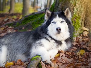 Превью обои собака, пятнистый, лежать, осень, листва