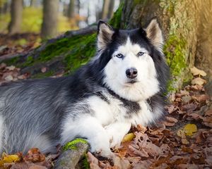 Превью обои собака, пятнистый, лежать, осень, листва