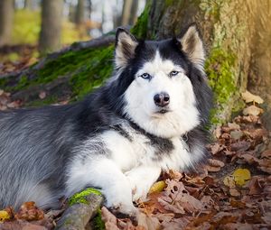 Превью обои собака, пятнистый, лежать, осень, листва