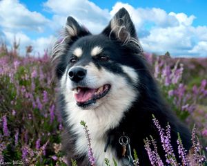 Превью обои собака, пятнистый, трава, цветы